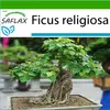SAFLAX - Figa Budhu / Strom Bodhi - Ficus religiosa - 100 Náhľad obrázku produktu 5