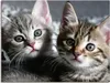 ARTland Leinwandbild Katze Größe: 60x45 cm Produktbild-Vorschau 1