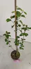 A small plant in a pot, supported by a stake. Anteprima dell’immagine prodotto
