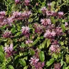 6 x Indianernessel  - Monarda 'Beauty Of Cobham'  | Topf Produktbild-Vorschau 2