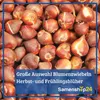 SPERLI Maxi Trompeten-Narzissen Mischung Narcissus Produktbild-Vorschau 5