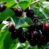 Čerešňa Prunus avium 'Bigarreau Burlat', 5 l kvetináč Náhľad obrázku produktu 3