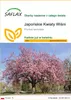 SAFLAX - Japońskie Kwiaty Wiśni - 30 Nasiona - Prunus Podgląd zdjęcia produktu 1