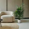 Goldfruchtpalme – Dypsis Lutescens – Areca-Palme – Produktbild-Vorschau 2