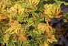 Stauden Gänge 3 x Heucherella Hybride 'Solar Power' im 1 Produktbild-Vorschau 4
