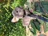 Uni Toys französische Bulldogge Hund Stofftier Kuscheltier Produktbild-Vorschau 7