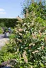Prunus lusitanica, Portugiesischer Lorbeer, immergrün, Produktbild-Vorschau 3