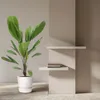 Licuala Grandis - 75-90cm - Ø19cm - Pianta d'appartamento - Anteprima dell’immagine prodotto 5