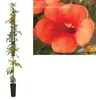 Campsis radicans (trompette grimpante rouge), env. 200 cm - Voir les images du produit 2