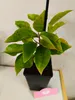 A potted plant with green and yellow leaves. Anteprima dell’immagine prodotto