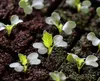 Seedlings growing in soil. Produktbild-Vorschau