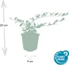 Cotoneaster dammeri 'Major' sterk 48 planten 25cm Ø9cm Productafbeelding-voorbeeld 3