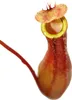 Pianta brocca - Nepenthes - vaso 9cm Anteprima dell’immagine prodotto 2