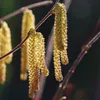 Nocciola Truchsessa 2L Anteprima dell’immagine prodotto 4