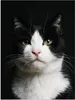 MuchoWow® Poster Katze - Schwarz - Weiß 90x120 cm - Produktbild-Vorschau 1