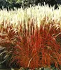 BALDUR Garten 4er Rote Gräser-Kollektion, Pflanzen mit 9x9 Produktbild-Vorschau 2