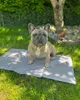 Kühlmatte für Hunde und Katzen, 50x90 cm, grau Produktbild-Vorschau 6