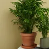 Bloomique - Chamaedorea Elegans - Palmier nain mexicain - Voir les images du produit 3