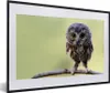 MuchoWow® MuchoWow® Gerahmtes Poster Eule - Vogel - Wald Produktbild-Vorschau 1