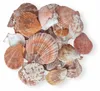 Aquarium Deko, Dekorationsmuscheln Aquarium 100 g, Bunt Mix Produktbild-Vorschau 7