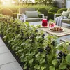 GreenboutiQ - Obstpflanzen - Jostabes - Ribes Jostabes - Produktbild-Vorschau 6