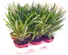 Pachypodium lameri - Véritable palmier de Madagascar - pot Voir les images du produit 2