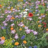 Mélange de fleurs sauvages | Graines de fleurs sauvagesde Voir les images du produit 7