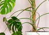 Support de Plante en Coco - 40 cm - Décoratif et Durable - Voir les images du produit 4