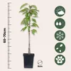 A potted plant with a ruler and icons indicating care instructions. Produktbild-Vorschau