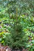 Picea abies 'Will's Zwerg', Fichte, kompakt, 50–60 cm Produktbild-Vorschau 3