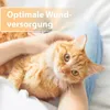 A person holding an orange cat, with text overlay. Anteprima dell’immagine prodotto
