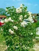 Syringa vulgaris 'Mme Lemoine', Flieder, weiß, 40–60 cm Produktbild-Vorschau 12