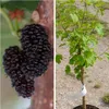 Schwarze Maulbeere (Morus nigra) 40-80cm im 3L-Topf Produktbild-Vorschau 2