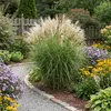 6 Ziergras Miscanthus sinensis, mehrjährig, winterhart, Produktbild-Vorschau 5