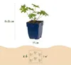 Green boutiQ - Plante vivace - Géranium Johnson's Blue - Voir les images du produit 3