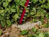 Einhell GE-CH 18/60 Li solo Taille-haies sur batterie Voir les images du produit 12