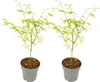 Klon japoński - 2 szt - Acer palmatum 'Ukigumo' - Wysokość Podgląd zdjęcia produktu 1
