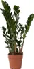 Zamiokulkas - Zamioculcas Zamiifolia - Wysokość 55-65cm - Podgląd zdjęcia produktu 1