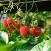 Truskawka pnąca wisząca  1L Podgląd zdjęcia produktu 3
