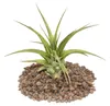 Tillandsia brachycaulos multiflora - pianta di grandi Anteprima dell’immagine prodotto 1