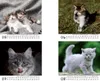Tierzauber Lustige Katzen Tischkalender 10x10cm für 2027 Produktbild-Vorschau 3