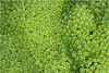 Stauden Gänge 1 x Azorella trifurcata 'Nana' - Adenpolster Produktbild-Vorschau 1
