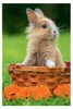 TREFL Puzzle Animali carini: Gattini 54 pezzi Anteprima dell’immagine prodotto 3