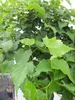 Hochstamm Winterlinde Lico - Tilia cordata - Stamm 125cm + Produktbild-Vorschau 2