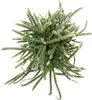 Rhipsalis baccifera horrida - Cactus corail - en pot de Voir les images du produit 3