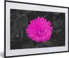 MuchoWow® Gerahmtes Poster Blumen - Aquarell - Rosa 60x40 Produktbild-Vorschau 1