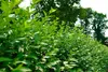 Stauden Gänge 100 x Ligustrum vulgare 'Atrovirens' - Produktbild-Vorschau 5