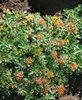 Sedum kamtschaticum, Fetthenne, gelb, ca. 9x9 cm Topf Produktbild-Vorschau 4