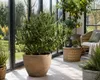 Olijfboom (Olea europaea), ongeveer 50 cm hoog – Echte Productafbeelding-voorbeeld 3