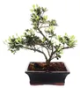 Venkovní bonsai Rhododendron simsii – azalka, 20 cm Náhled obrázku produktu 2